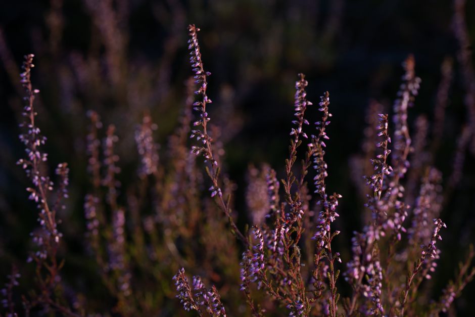 Close-up view of delicate purple heather flowers with slender stems and tiny blossoms, set against a dark, blurred background. The flowers are arranged naturally, showcasing their soft petals and fine