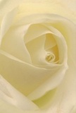 This intimate image immerses you in the unfolding embrace of a cream-white rose, its petals delicate and luminous like early mist over Cambridge Heath. The spiraled interior invites a sense of peace, as though you are enveloped by the gentle texture of dew-touched velvet. Between each ivory fold, soft shadows cast subtle depth, giving the bloom a tender drama that seems to still the air around it. The overall effect conveys tranquility, akin to the quiet mornings spent along the Regent's Canal or shared reflections after a heartfelt encounter. Among Cambridge Heath's florists, this rose is the very symbol of reverence and grace, selected for its power to convey sympathy, honor, or the joy of new beginnings. The softest hint of its fragrance lingers in the mind-delicate, pure, and soothing-just as the refined craftsmanship and emotional care behind every successful bouquet can be felt in the details, making each delivery across Cambridge Heath a quietly memorable gesture.